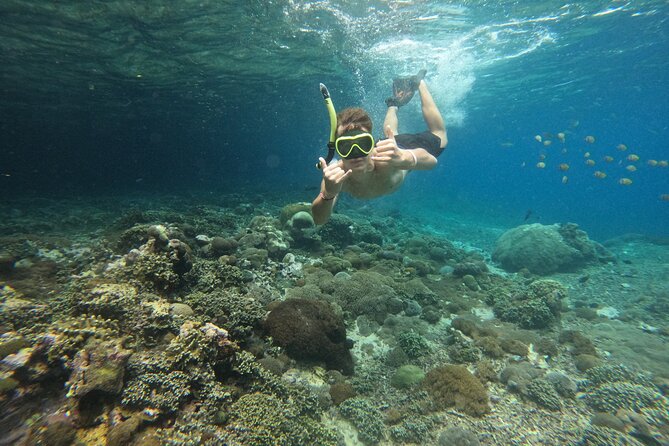 Lovina Dolphin Watching, Swimming, and Snorkeling Experience - Highlights and Inclusions