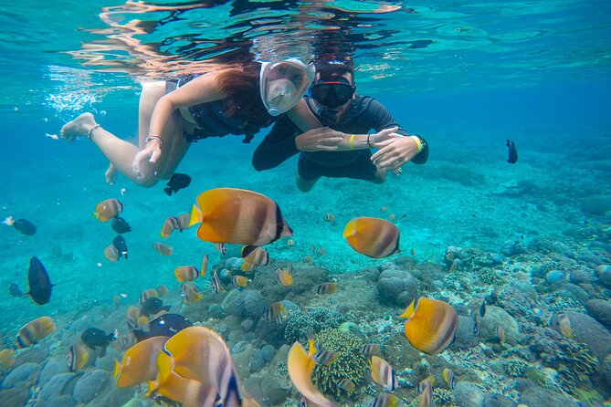 Lovina Dolphin Watching, Swimming, and Snorkeling Experience - Booking and Cancellation Policy