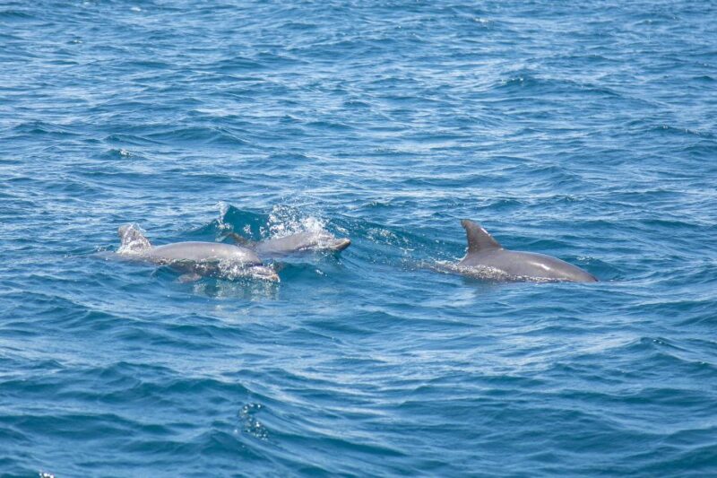 Lovina Dolphins: 2-Day Tour of Northern Bali With Spa - Itinerary Highlights