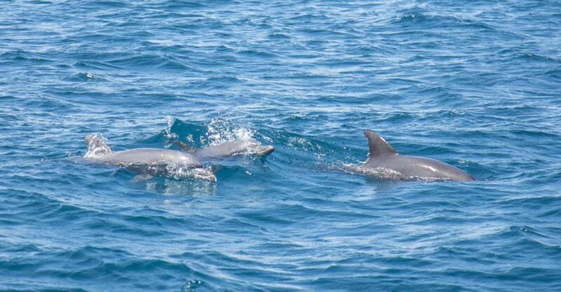 Lovina Dolphins: 2-Day Tour of Northern Bali With Spa - Cultural and Natural Attractions