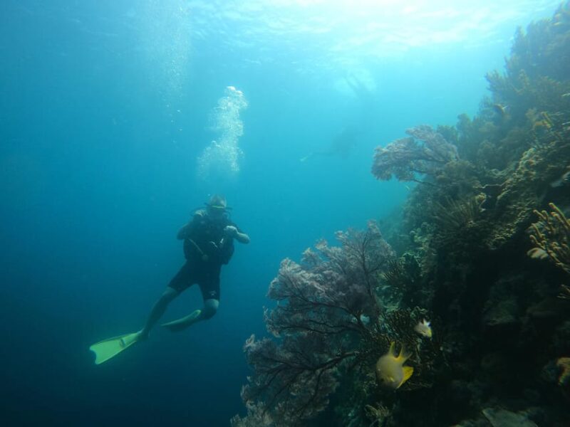 Lovina : Lovina Diving & Lovina Snorkeling Reef - Booking and Payment