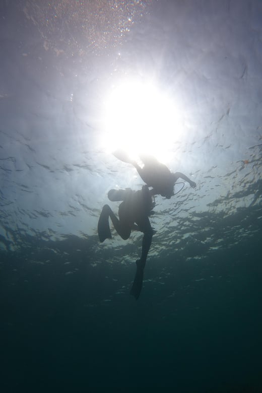 Lovina : Lovina Diving & Lovina Snorkeling Reef - Marine Life Highlights