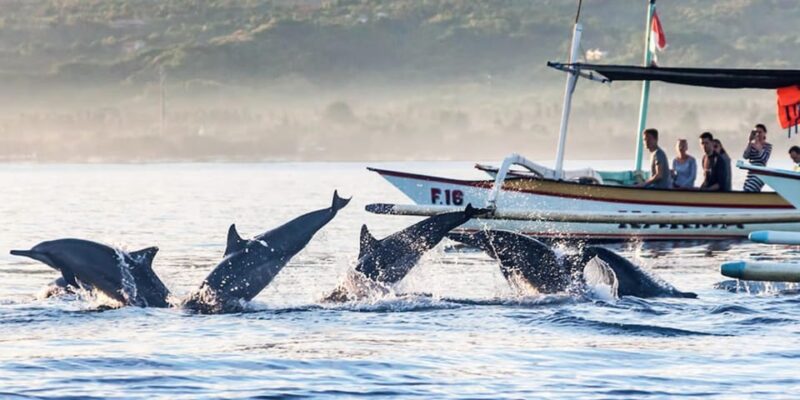 Lovina : Lovina Dolphin Watching and Snorkeling Lovina Reef - Safety and Comfort