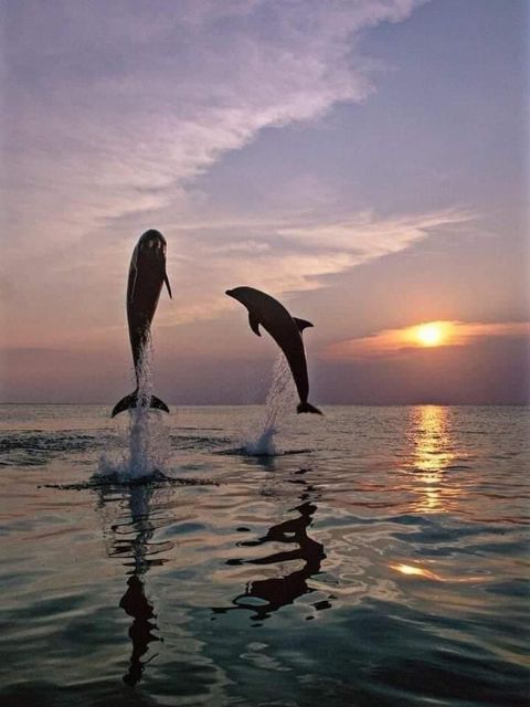 Lovina : Natural Holy Hot Spring & Sunrise Dolphins Tour - Itinerary Details