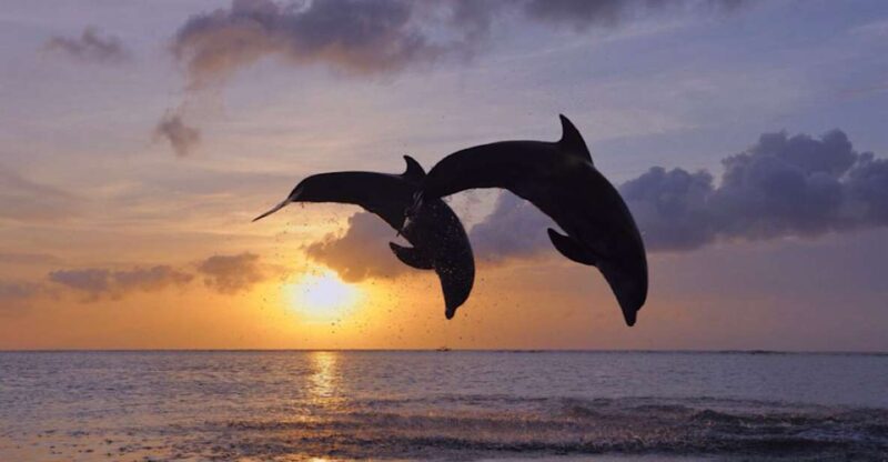 Lovina: Sunrises Dolphin Tour Snorkeling, Waterfall & Temple - Key Points