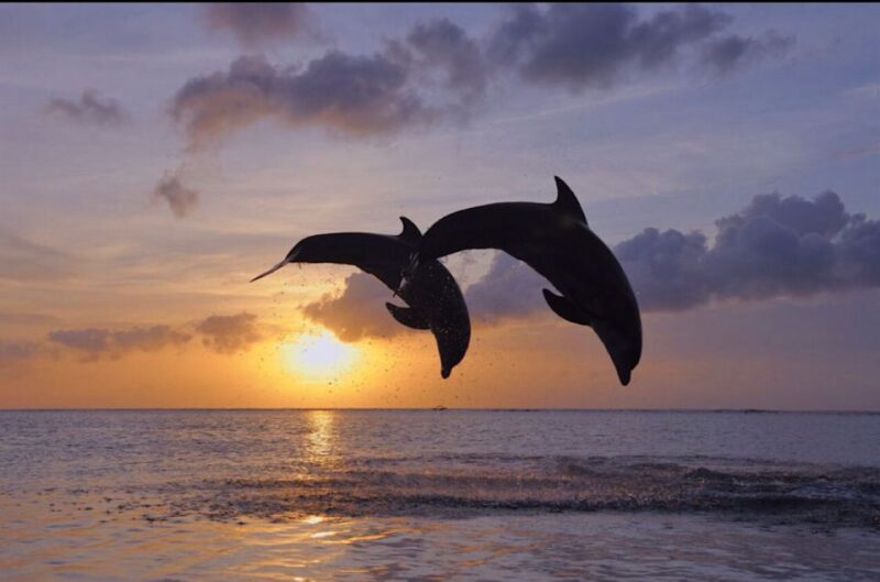 Lovina: Sunrises Dolphin Tour Snorkeling, Waterfall & Temple - Itinerary Highlights