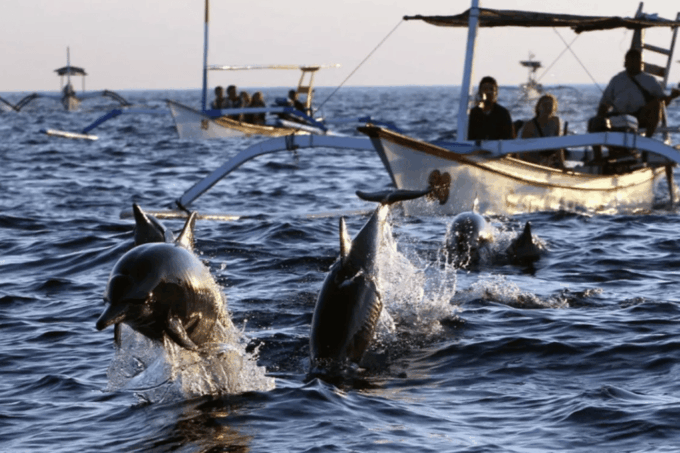 Lovina: Swim With Dolphins in Their Habitat - Important Policies