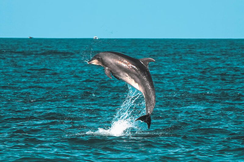 Lovina: Watching, Swimming With Dolphins & Coral Snorkeling - Transportation Options