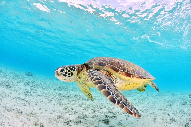 Low Island Snorkelling Private Charter Aboard Authentic Chinese Junk Boat - Pricing and Reviews