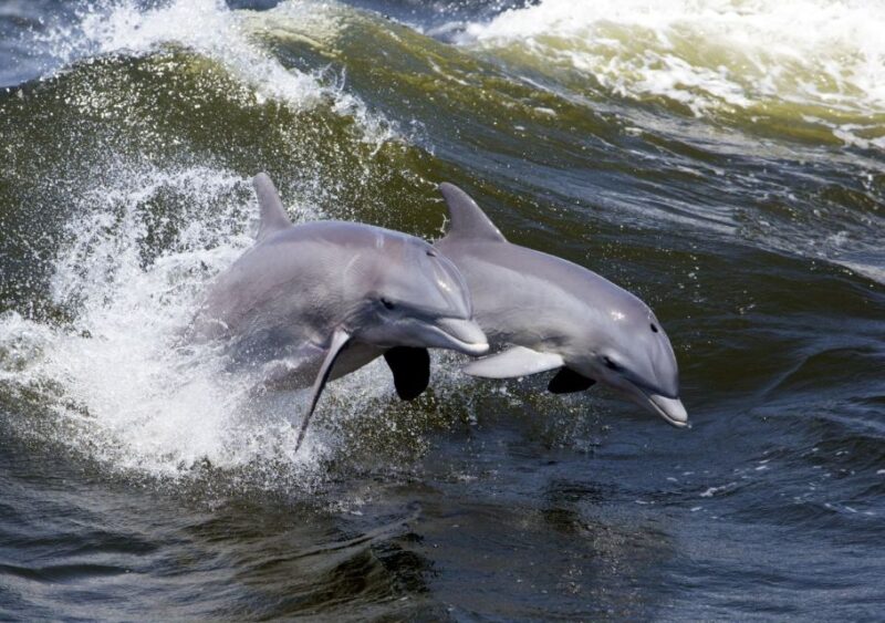 Lowcountry Lunch Buffet Cruise - Experience and Highlights