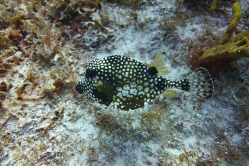 Lower Grand Lagoon: Panama City Beach Guided Snorkeling Tour - Location and Meeting Point