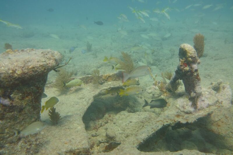 Lower Grand Lagoon: Panama City Beach Guided Snorkeling Tour - Inclusions and Requirements