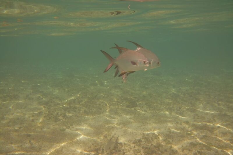 Lower Grand Lagoon: Panama City Beach Guided Snorkeling Tour - Customer Feedback