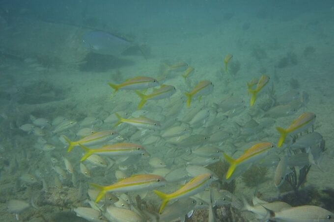 Lower Grand Lagoon: Panama City Beach Guided Snorkeling Tour - Booking Information