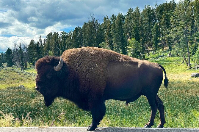 Lower Loop Full-Day Private Tour of Yellowstone - Exploring the Lower Loop