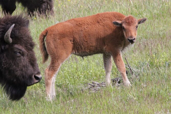 Lower Loop Yellowstone Wildlife Scenic - Jackson Hole Day Tour | WY - Knowledgeable Guide Insights