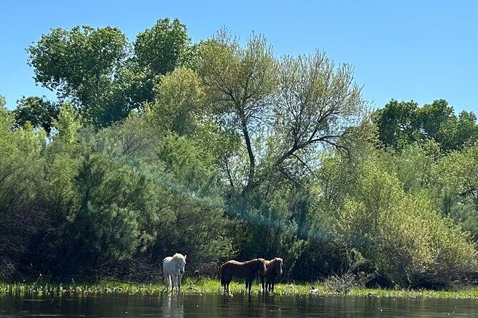 Lower Salt River Guided Kayak Tours - Detailed Itinerary Breakdown