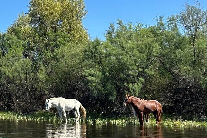Lower Salt River Guided Kayak Tours - Frequently Asked Questions