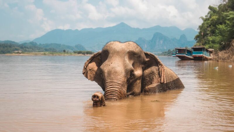 Luang Prabang: Cruise to Pak Ou Caves & Kuang Si Waterfalls - Exploring Pak Ou Caves