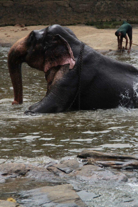 Luang Prabang Elepphant Keeper Bathe Option Kuangsi Tour - Wildlife and Nature at Kuang Si Falls