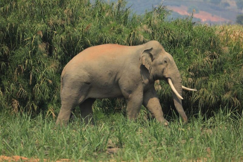 Luang Prabang Elepphant Keeper Bathe Option Kuangsi Tour - Elephant Village Exploration