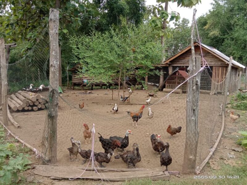 Luang Prabang: Hiking off the Beaten Track With Picnic Lunch - Guides and Safety