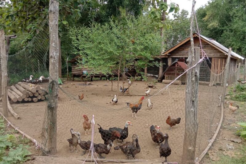 Luang Prabang: Organic Farm Experience & Hike to Kuang Si - Itinerary Details