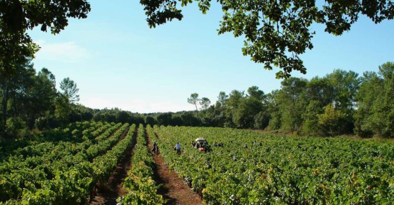 Luberon: Full-Day Wine Tour From Marseille - Key Points