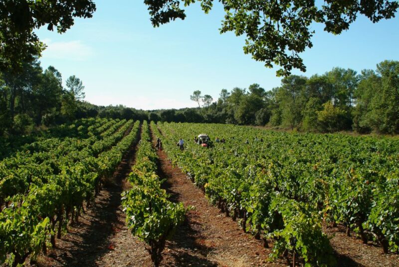 Luberon: Full-Day Wine Tour From Marseille - Winery Visits