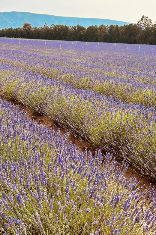 Luberon & Lavender Fields Tour - Just The Basics