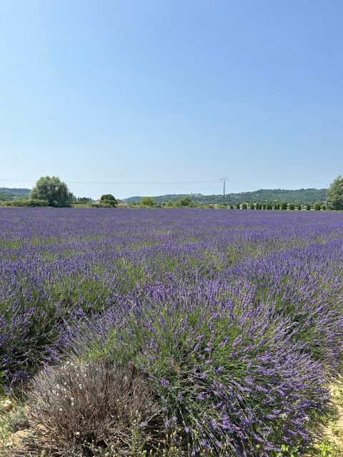 Luberon & Lavender Fields Tour - Pickup Locations