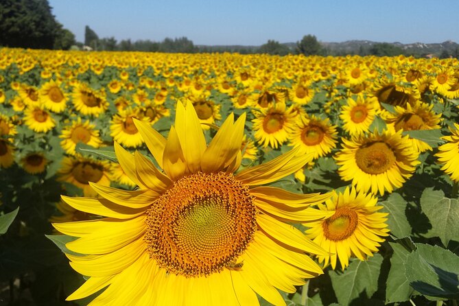 Luberon, Roussillon & Gordes Half-Day Tour From Avignon - Vibrant Ochre Cliffs of Roussillon