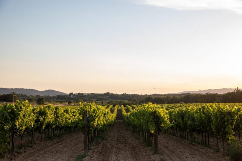 Luberon: Vineyard Tour and Wine Tasting - Key Points