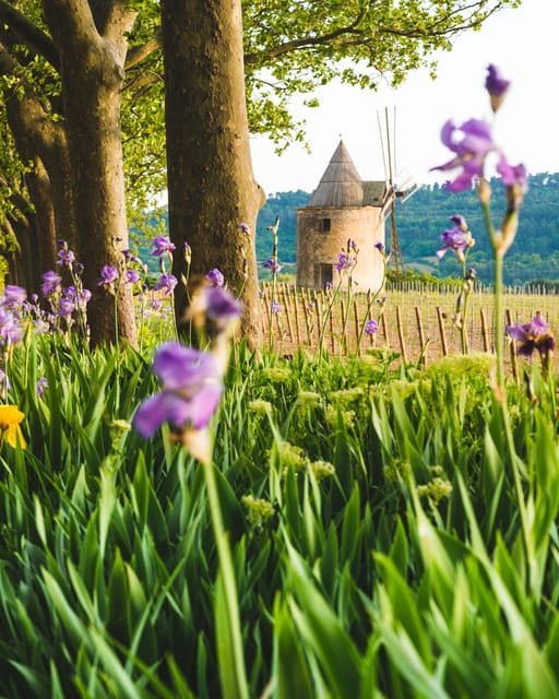 Luberon: Vineyard Tour and Wine Tasting - Frequently Asked Questions