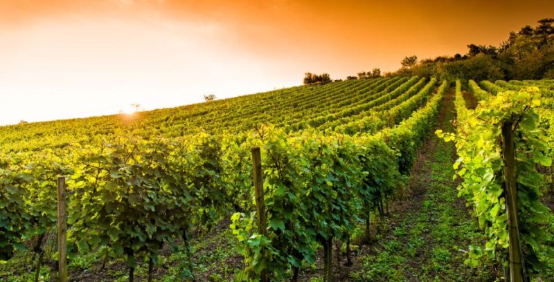 Lucca: Guided E-Bike and Wine Tour - Inclusions and Requirements