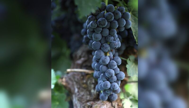 Lucca: Guided Winery Tour With Wine Tasting - Overview of the Winery Experience
