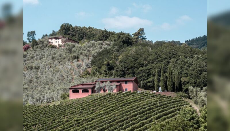 Lucca: Guided Winery Tour With Wine Tasting - Highlights of the Wine Cellar Tour
