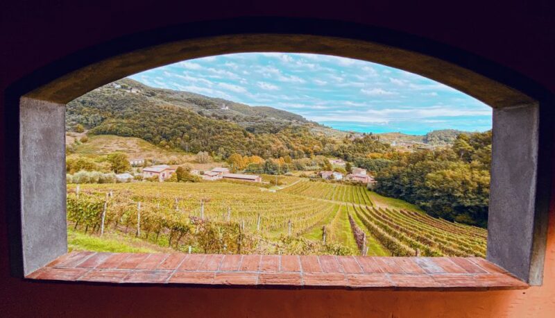 Lucca: Guided Winery Tour With Wine Tasting - Customer Feedback and Ratings