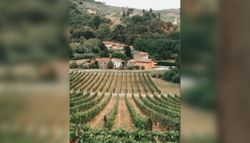 Lucca: Guided Winery Tour With Wine Tasting - Accessibility and Group Information
