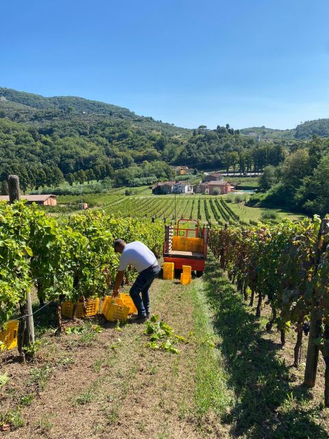 Lucca & Pisa Tour + Wine Tasting From Livorno Port - Included in the Tour