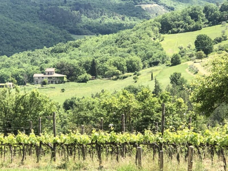 Lucca Private Day Tour to Chianti and San Gimignano - Wine-Tasting and Cellar Tour