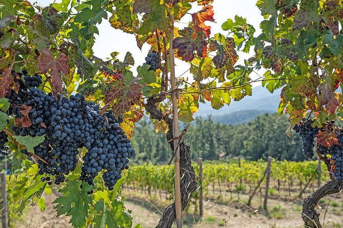 Lucca: Self-Guided Bike Tour + Picnic in the Vineyards - Additional Details and Cancellation