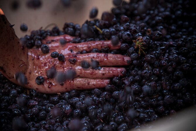 Lucca - Wine Tasting at Tenuta Mareli - Experience Details