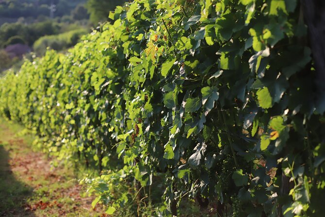 Lucca - Wine Tasting at Tenuta Mareli - Booking and Pricing