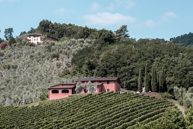 Lucca: Wine Tasting Experience - Tenuta Adamo Winery - Meeting Point and Transportation