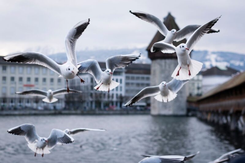 Lucerne: City Exploration Game and Tour - Pricing and Booking