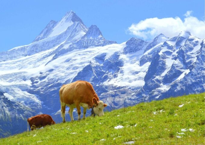 Lucerne: Experience Swiss Countryside on Private Tour by Car - Funicular Ride to Harder Kulm