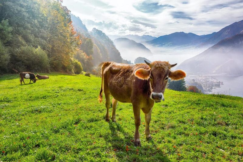 Lucerne: Insta-Perfect Walk With a Local - Meeting Point and Preparation