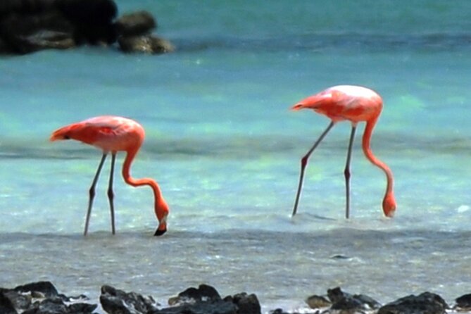 Lucs Private Group Bonaire Open Bus Tour - Tour Highlights and Activities