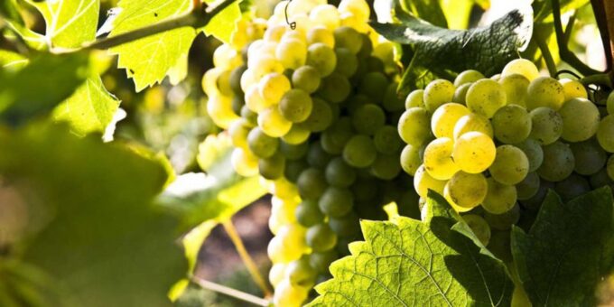 Lugana Wine Tour With Private Panoramic Boat on Lake Garda - Important Information and Reviews